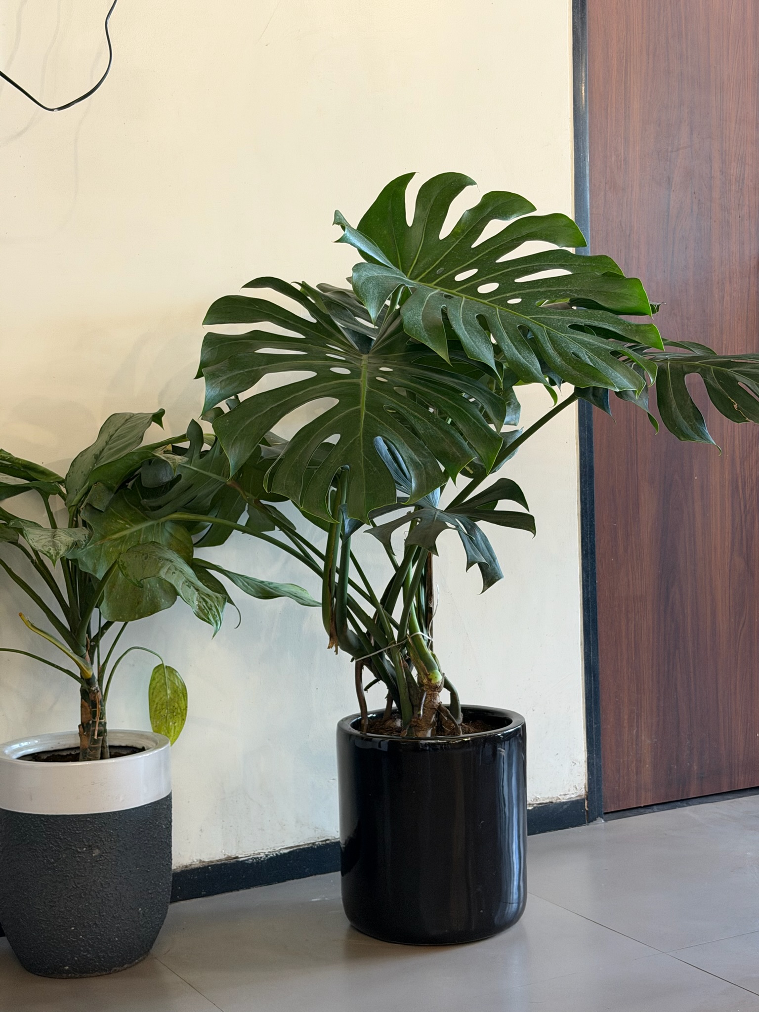 Outdoor greenery