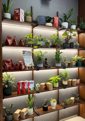 Indoor plants styling