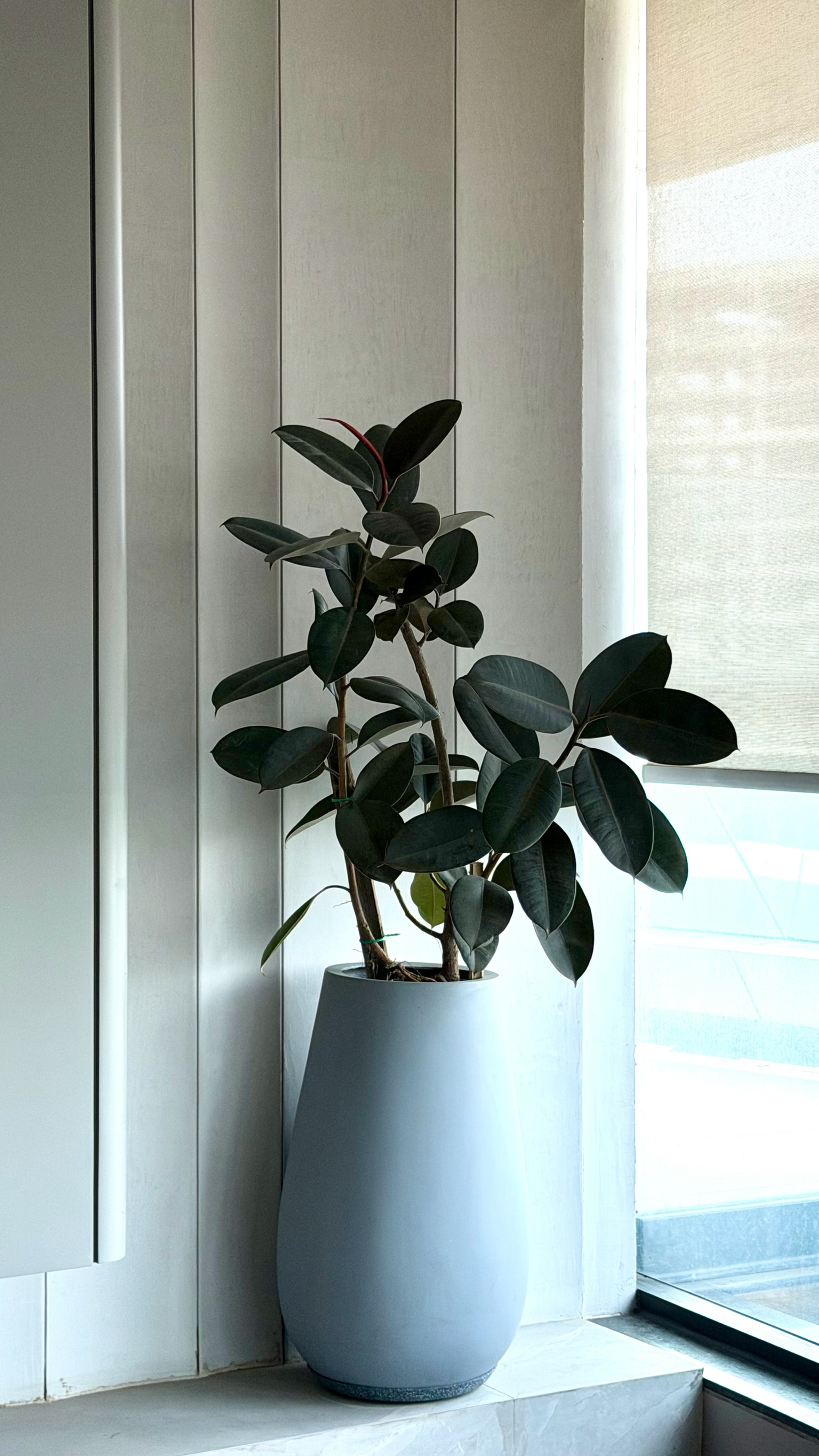 Seasonal plants