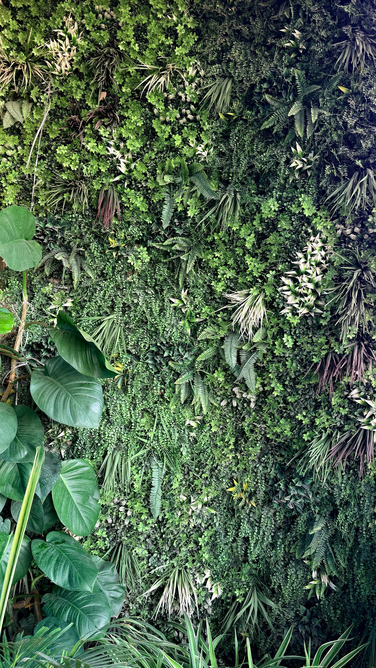 Plant arrangement